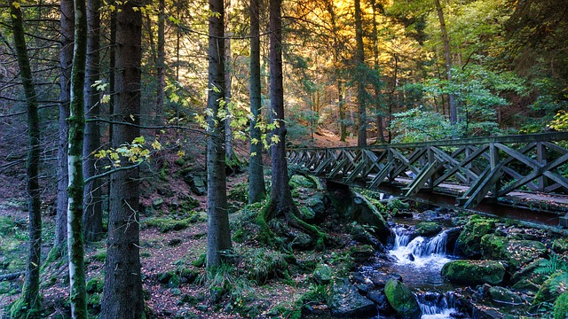 Imagen de un bosque con una pequeña caida de agua de un rio