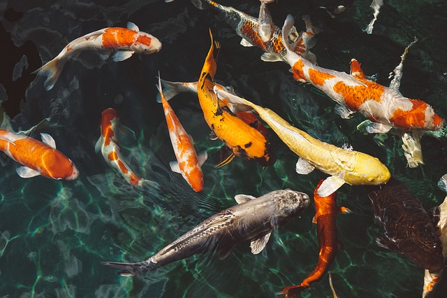Imagen de varios peces naranja nadando en un estanco de agua