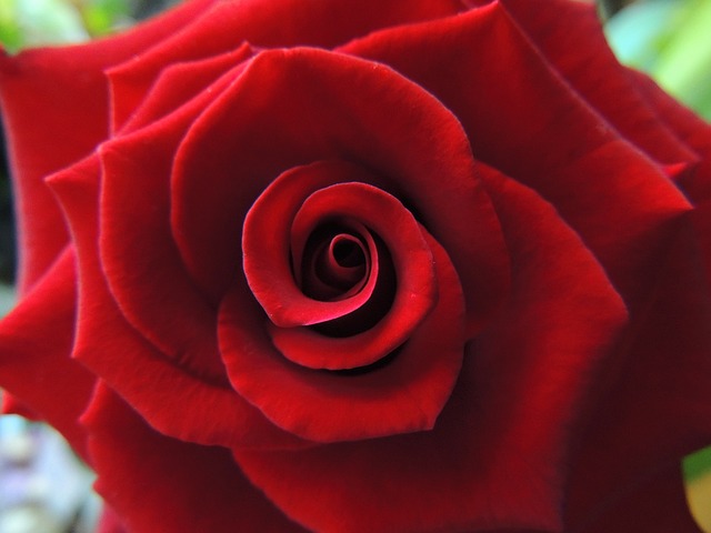 Imagen de una rosa roja